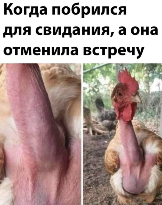 Петух смешной