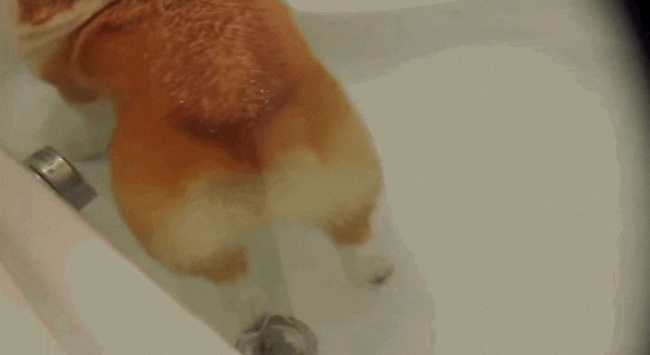 Корги жопка
