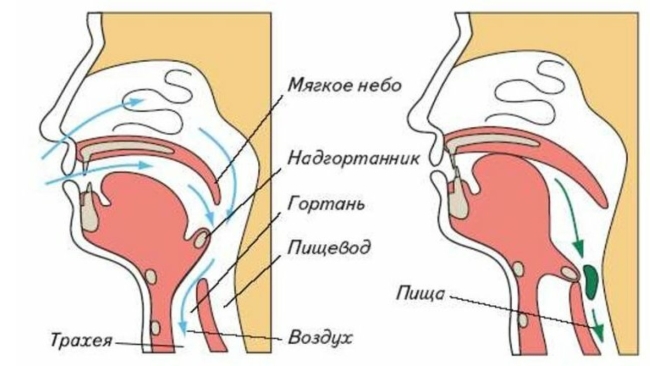 Трахея и пищевод надгортанник