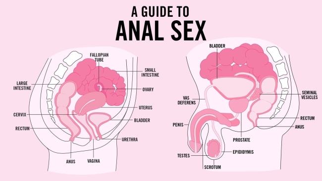Anal anatomy