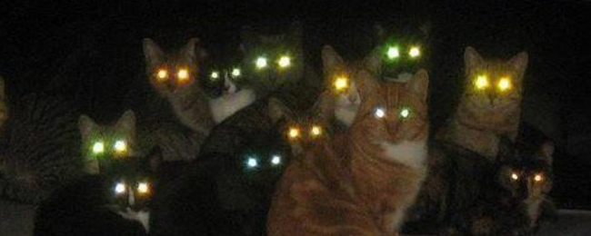 Кот со светящимися глазами